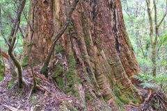 Giant eucalyptus (Eucalyptus regans) in Mount Field National Park Tasmania