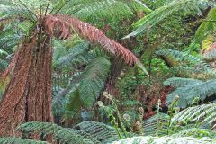 Fern tree forest in Mount Field National Park Tasmania
