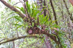 Plants in Mount Field National Park Tasmania
