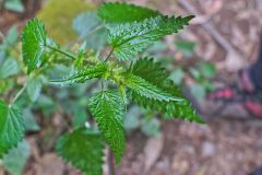 Nettle in Mount Field National Park Tasmania
