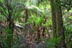 Fern tree forest in Mount Field National Park Tasmania