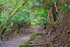 Fern tree forest in Mount Field National Park Tasmania