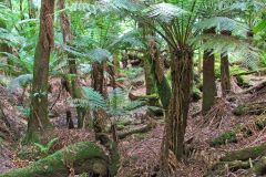 Fern tree forest in Mount Field National Park Tasmania