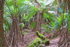 Fern tree forest in Mount Field National Park Tasmania