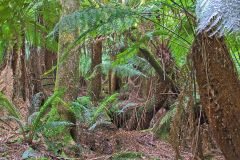 Fern tree forest in Mount Field National Park Tasmania