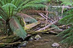 Fern tree forest in Mount Field National Park Tasmania