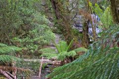 Fern tree forest in Mount Field National Park Tasmania