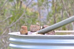 A bird at Heimat Chalets New Norfolk in Tasmania