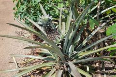 Ananas plant in the Botanical Garden in Darwin Australia