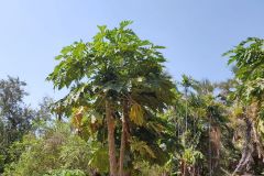 A mangoe tree in the Botanical Garden in Darwin Australia 2019