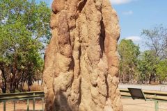 Flat ant hill in Litchfield National Park Northern Territory Australia