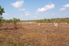 Flat ant hills in Litchfield National Park Northern Territory Australia