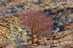 Desert landscape at Valley of a Thousand Hills campsite in Namibia