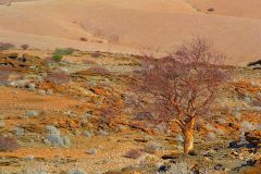 Desert landscape at Valley of a Thousand Hills campsite in Namibia