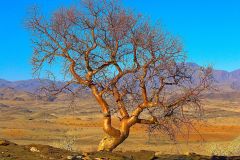 Tree in the desert at Valley of a Thousand Hills campsite in Namibia