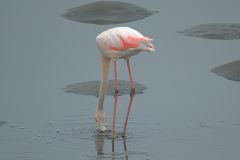 A flamingo in Walvisbay in Namibia