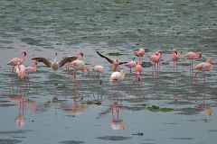 Flamingos at Walvisbay in Namibia