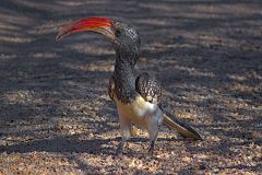 A bird at Spitzkoppe in Namibia
