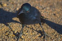 A bird at Spitzkoppe in Namibia