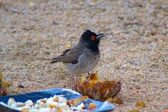 A unknown bird at the Himba region in Namibia.