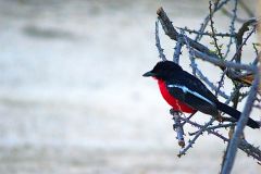 A unknown bird at the Himba region in Namibia.