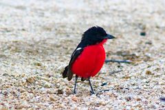 A unknown bird at the Himba region in Namibia.