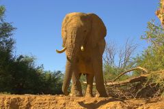 A desert elephant in the himba region of Namibia