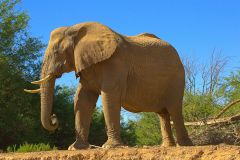 A desert elephant in the himba region of Namibia