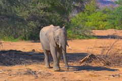 A young desert elephant in the himba region of Namibia