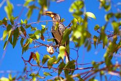 A unknown bird in the himba region of Namibia.