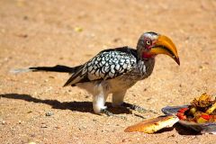 A unknown bird in the himba region of Namibia.