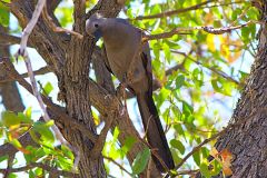 A unknown bird in the himba region of Namibia.