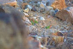 Parrots in the Himba region of Namibia