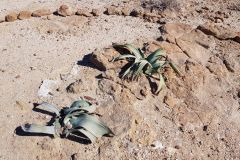 Welwitschia in the Himba Region of Namibia