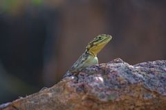 A lizard in Namibia