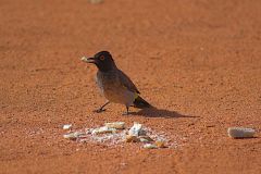 A bird in Namibia