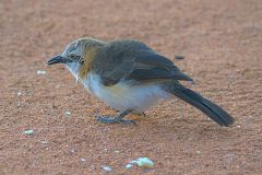 A unknown bird at the porcupine camp site near Kamanjab in Namibia.