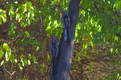 Two unknown birds at the porcupine camp site near Kamanjab in Namibia.