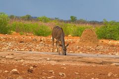 An unknown animal at a water hole in Etosha National Park Namibia.