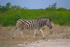 A zebra in Etosha National Park Namibia.