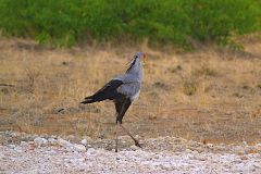 A secretary bird in Etosha National Park Namibia