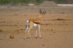 A springbok in Etosha National Park Namibia.