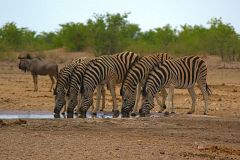 Zebras at a water hole in Etosha National Park Namibia