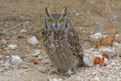 An owl sitting at the dirt road in Etosha National Park