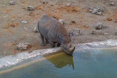 A rare black rhino at the Oliphantus Camp water hole in Etosha National Park Namibia