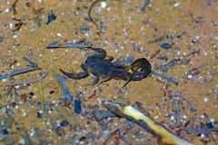 A black scorpion at the Oliphantus Camp in Etosha national Park Namibia