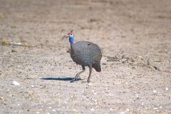 A bird in Etosha National Park Namibia