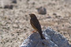 A bird in Etosha National Park Namibia