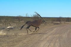 Antelope running in front of a car across the road in Etosha National Park Namibia
