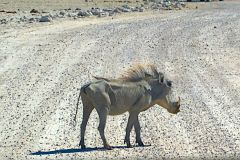 Lean Wild Boar in Etosha National Park Namibia